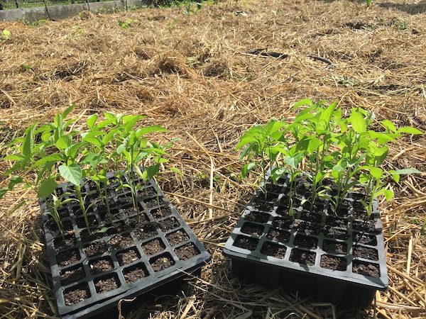 Răsaduri de ardei în alveole de plastic în grădină la țară