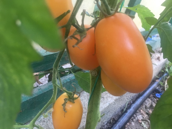 Soiuri de roșii - Tomate Orange Icicle